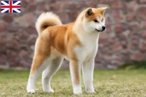Read more about the article Akita tenyésztők és kölykök Nagy-Britanniában
