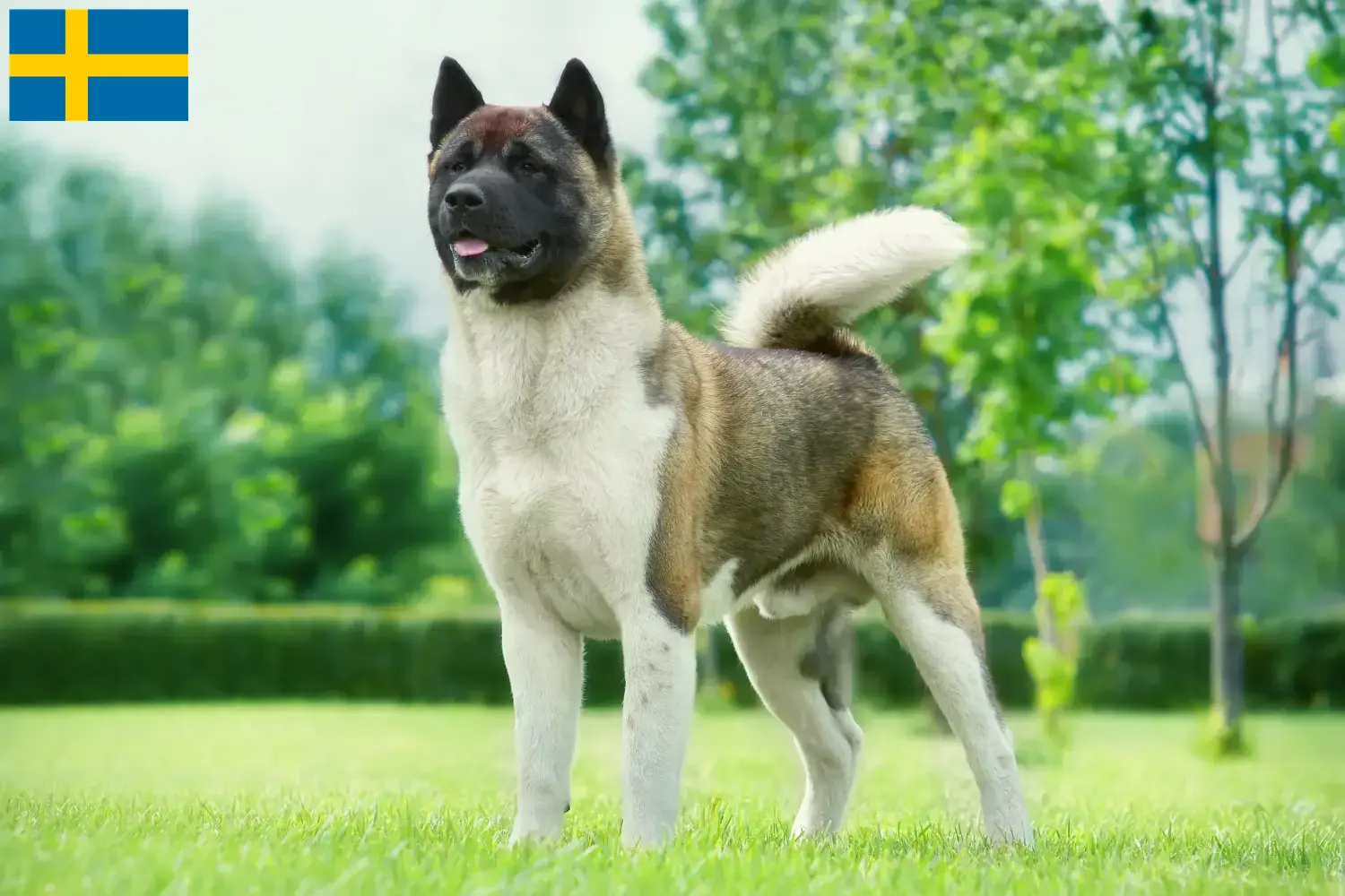 Akita kölykök és tenyésztők Svédországban Itt megtalálja a svédországi akita tenyésztőket.