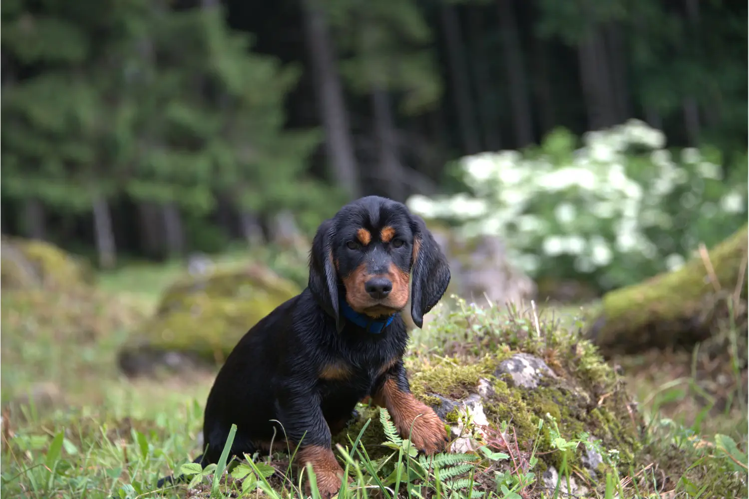 Alpesi Dachsbracke kölyökkutya vásárlása felelősségvállalást jelent! Vásároljon alpesi Dachsbracke kölyökkutyákat.