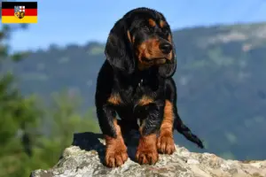 Read more about the article Alpesi Dachsbracke tenyésztők és kölykök Saar-vidéken