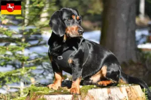 Read more about the article Alpesi Dachsbracke tenyésztők és kiskutyák Alsó-Szászországban