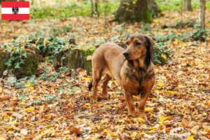 Read more about the article Alpesi Dachsbracke tenyésztők és kölykök Ausztriában