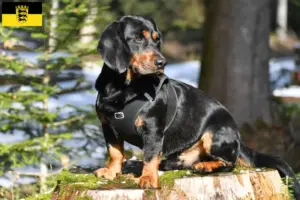 Read more about the article Alpesi Dachsbracke tenyésztők és kölykök Baden-Württembergben