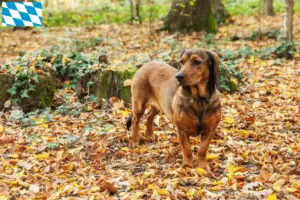 Read more about the article Alpesi Dachsbracke tenyésztők és kiskutyák Bajorországban