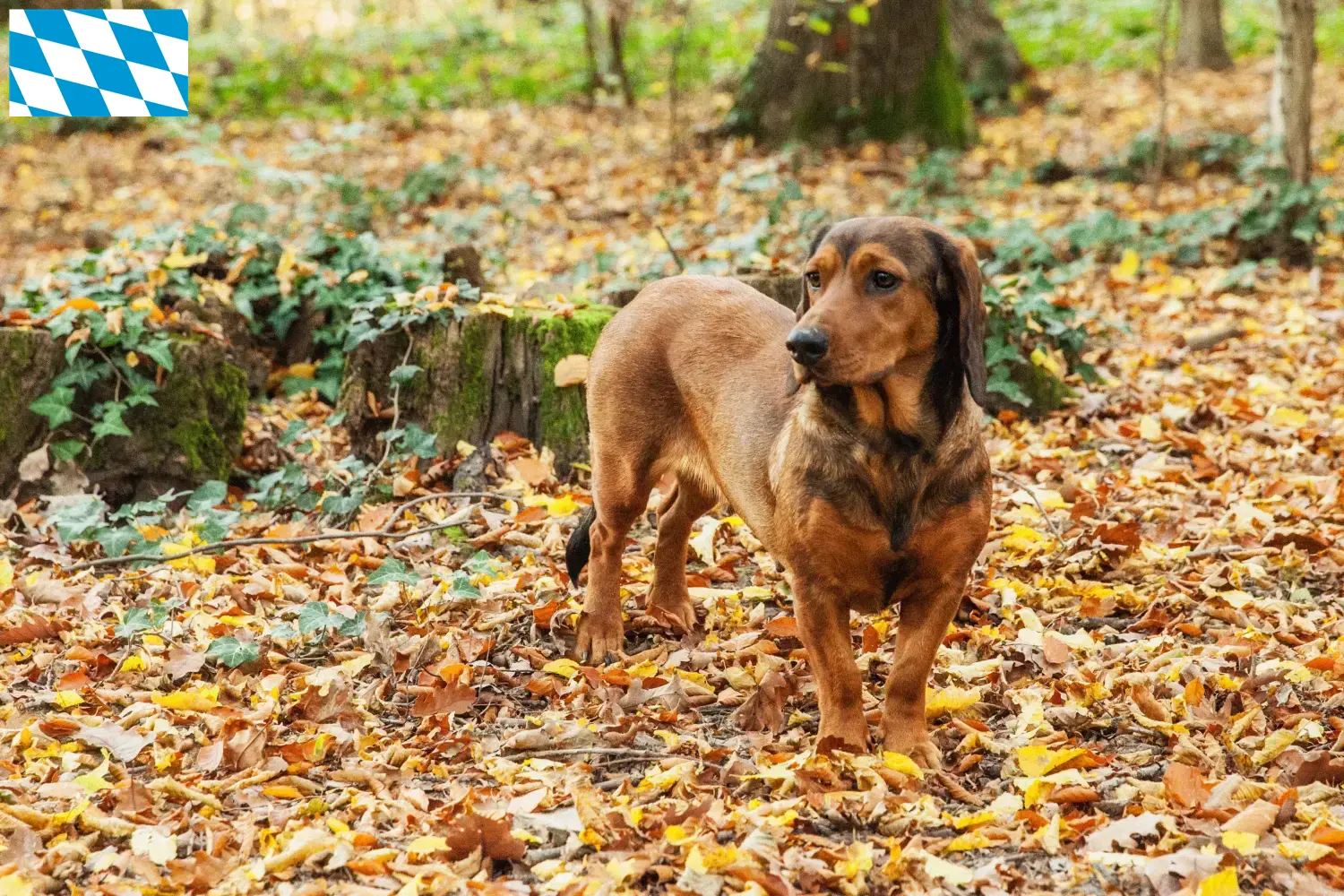 Read more about the article Alpesi Dachsbracke tenyésztők és kiskutyák Bajorországban