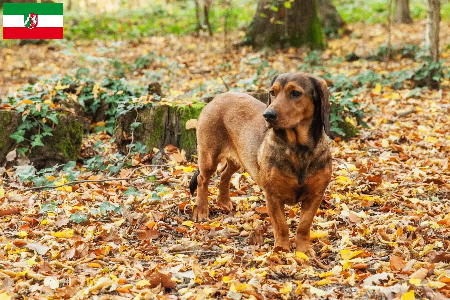 Read more about the article Alpesi Dachsbracke tenyésztők és kölykök Észak-Rajna-Vesztfália területén