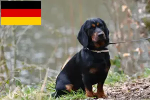 Read more about the article Alpesi Dachsbracke tenyésztők és kölykök Németországban