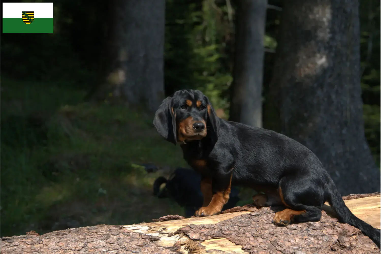 Alpesi Dachsbracke kiskutyák és tenyésztők Szászország Itt talál alpesi Dachsbracken tenyésztőket Szászországban.