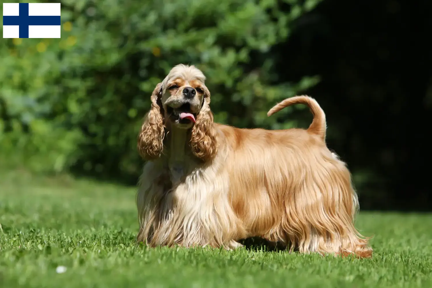 American Cocker Spaniel kölykök és tenyésztők Finnország Itt találsz American Cocker Spaniel tenyésztőket Finnországban.