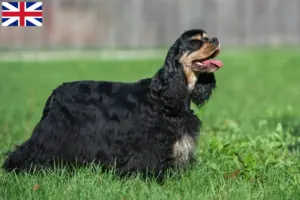 Read more about the article American Cocker Spaniel tenyésztők és kölykök Nagy-Britanniában