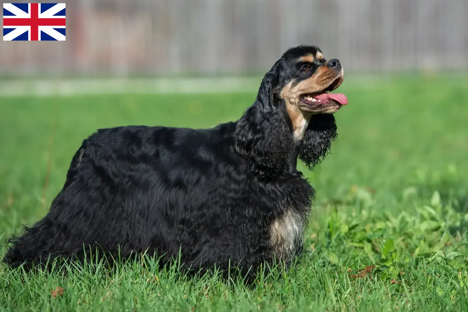 American Cocker Spaniel kölykök és tenyésztők Nagy-Britannia American Cocker Spaniel tenyésztőket az Egyesült Királyságban itt talál.