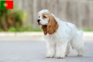 Read more about the article American Cocker Spaniel tenyésztők és kölykök Portugáliában