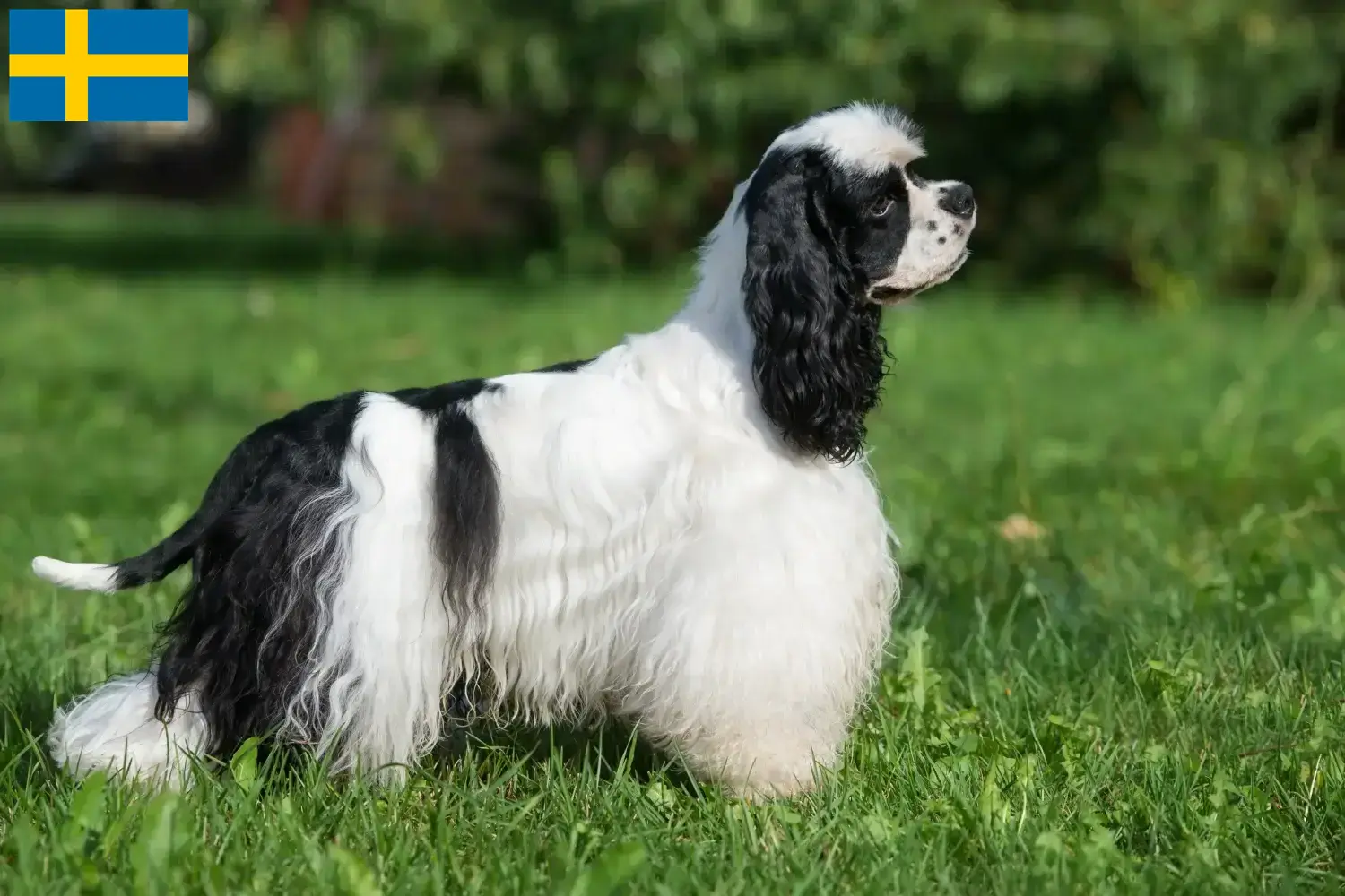 Amerikai Cocker spániel kölykök és tenyésztők Svédországban Keresse meg itt az American Cocker Spaniel tenyésztőket Svédországban.