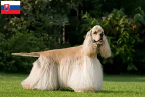 Read more about the article American Cocker Spaniel tenyésztők és kölykök Szlovákiában