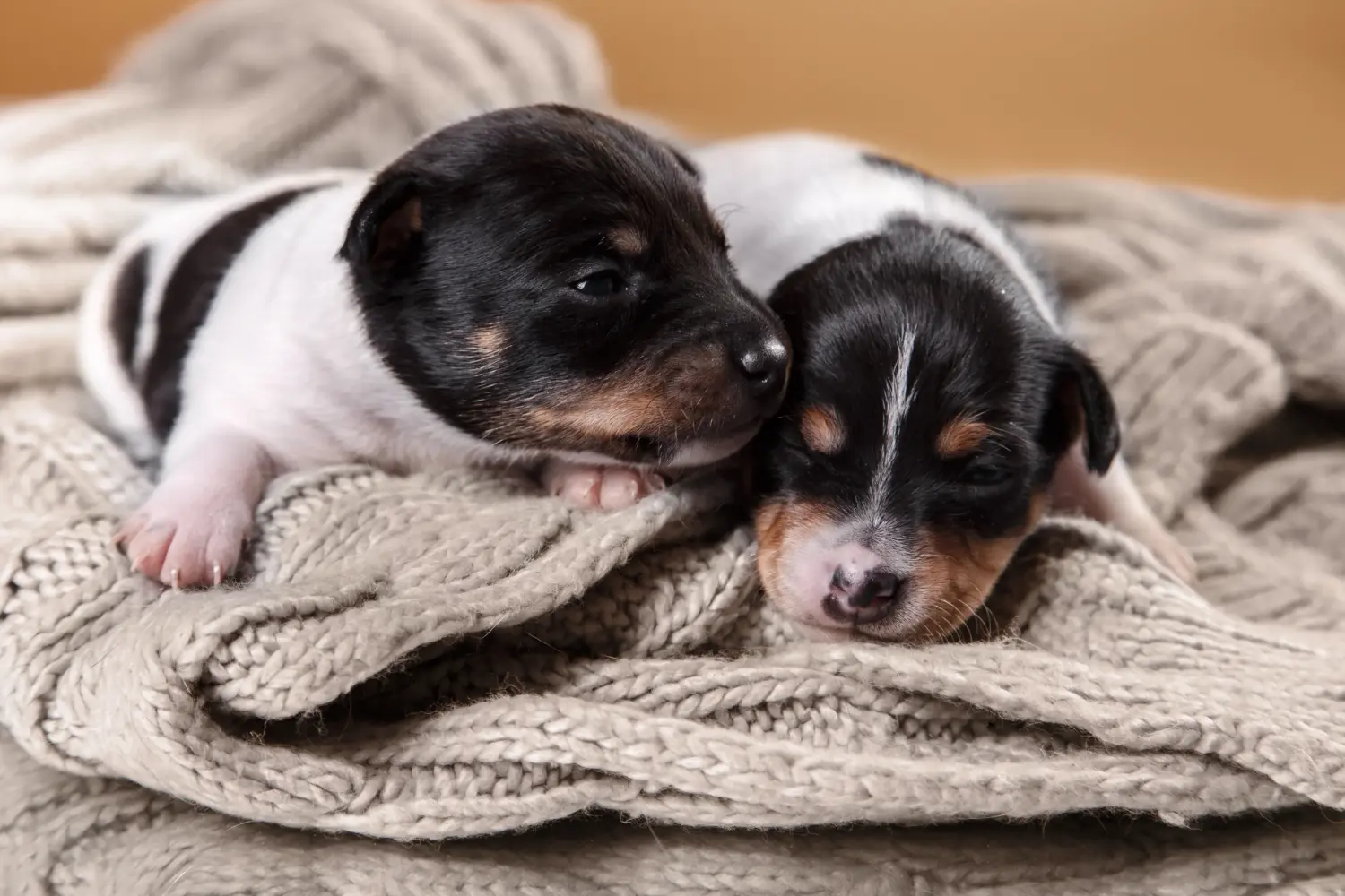 Amerikai Toy Terrier kölyökkutya vásárlása felelősségvállalást jelent! Amerikai Toy Terrier kiskutyák vásárlása.
