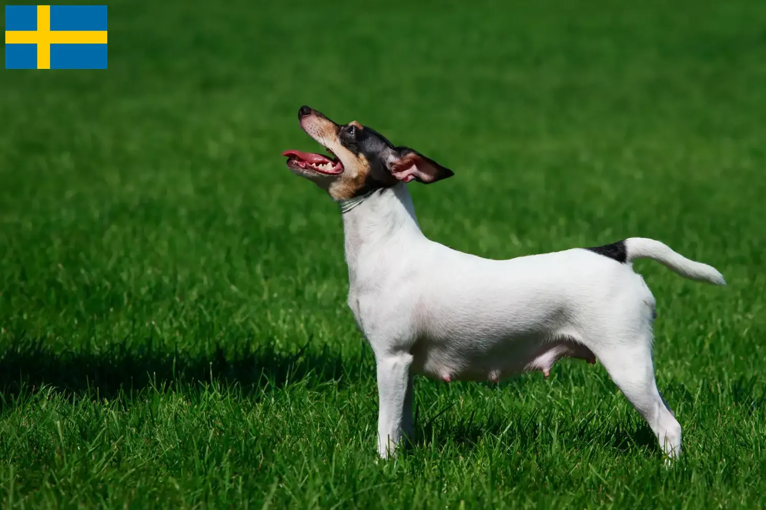 American Toy Terrier kölykök és tenyésztők Svédországban Keresse meg az American Toy Terrier tenyésztőket Svédországban itt.