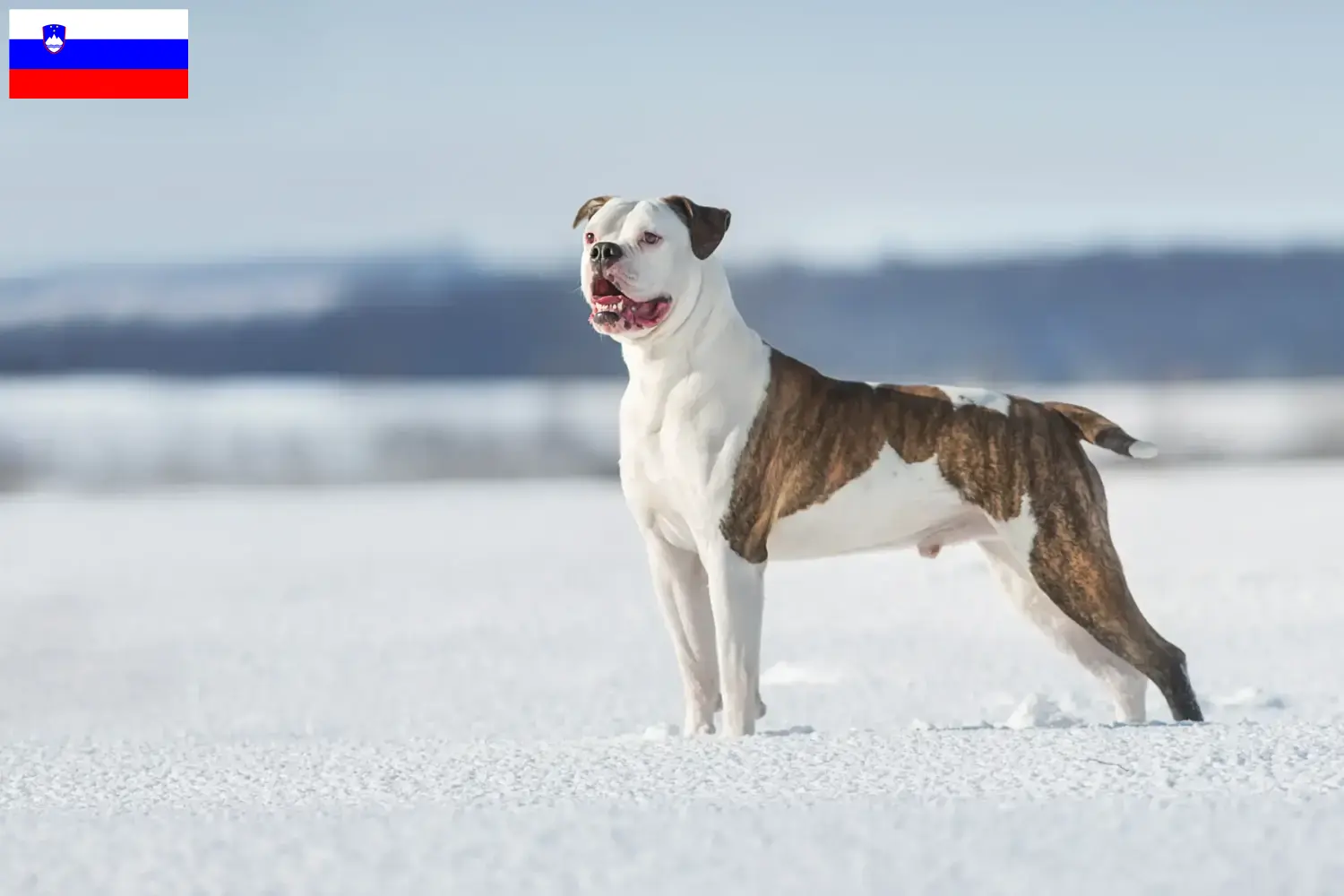 Read more about the article Amerikai bulldog tenyésztők és kölykök Szlovéniában