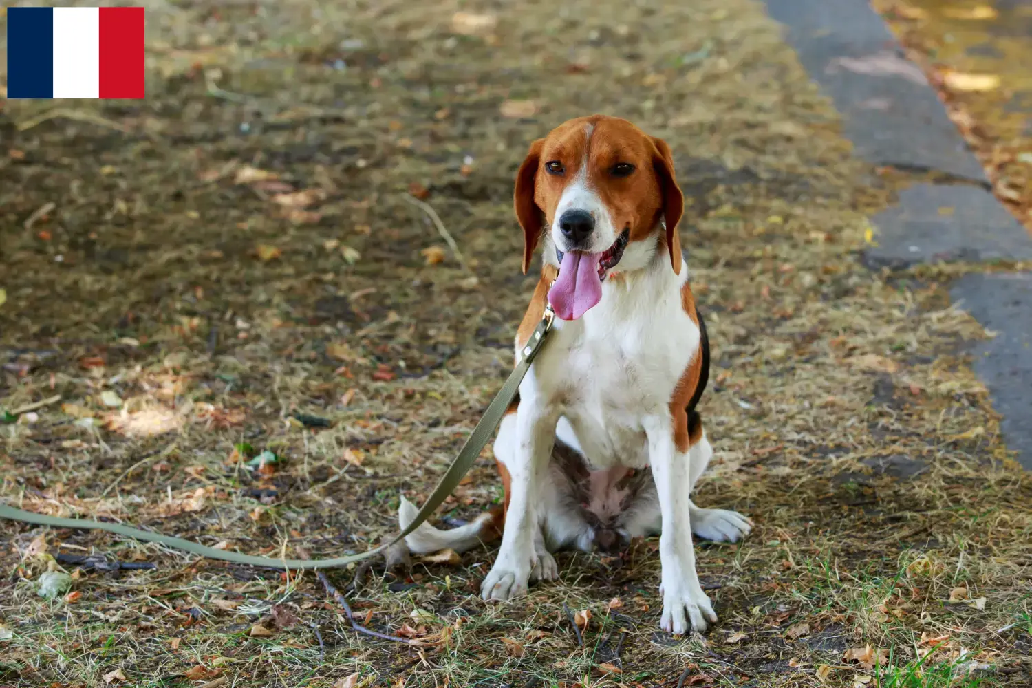 Amerikai Foxhound kölykök és tenyésztők Franciaország Keresse meg a franciaországi amerikai Foxhound tenyésztőket itt.