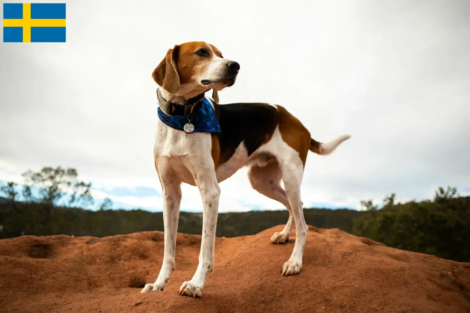Amerikai Foxhound kölyökkutyák és tenyésztők Svédországban Keresse meg a svédországi amerikai Foxhound tenyésztőket itt.
