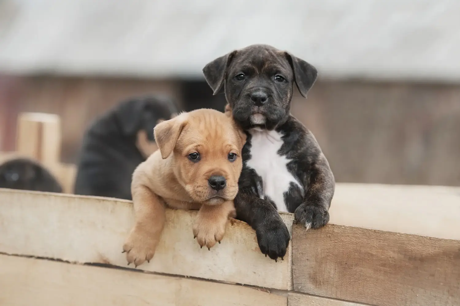 Amerikai staffordshire terrier kölyökkutya vásárlása felelősségvállalást jelent! Amerikai staffordshire terrier kiskutyák vásárlása.