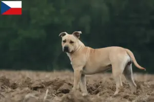 Read more about the article American Staffordshire Terrier tenyésztők és kölykök Csehországban