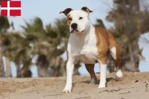Read more about the article Amerikai staffordshire terrier tenyésztők és kölykök Dániában