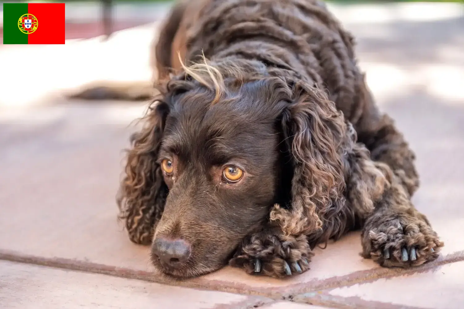 Amerikai vízi spániel kölykök és tenyésztők Portugália Keresse meg itt az American Water Spaniels tenyésztőket Portugáliában.