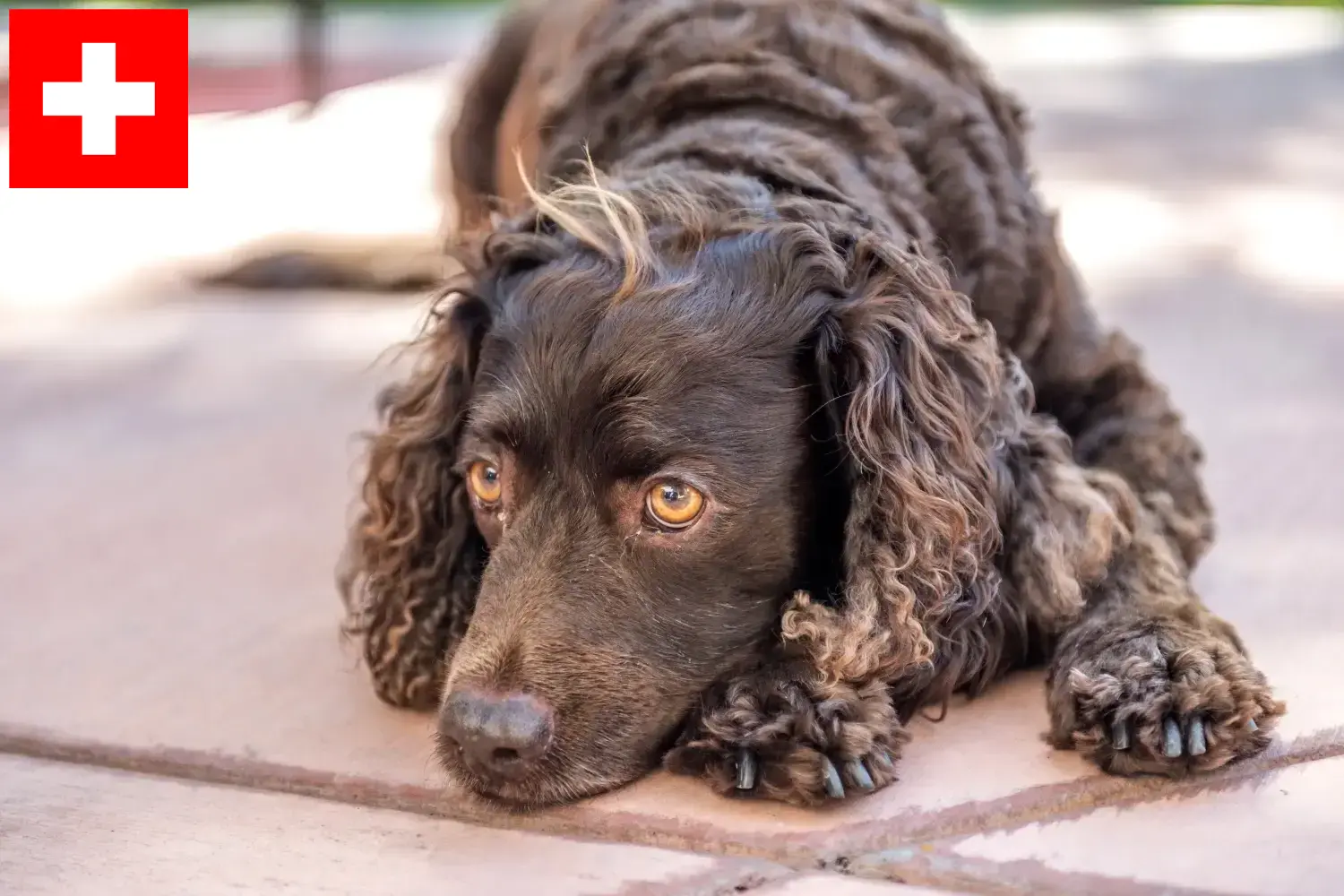 Amerikai vízi spániel kölykök és tenyésztők Svájcban Itt megtalálja az American Water Spaniel tenyésztőket Svájcban.