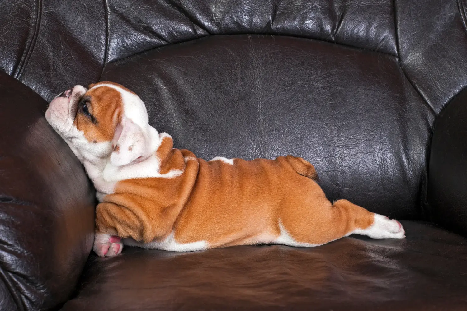 Angol bulldog kölyökkutya vásárlása felelősségvállalást jelent! Vásároljon angol bulldog kölyökkutyákat.