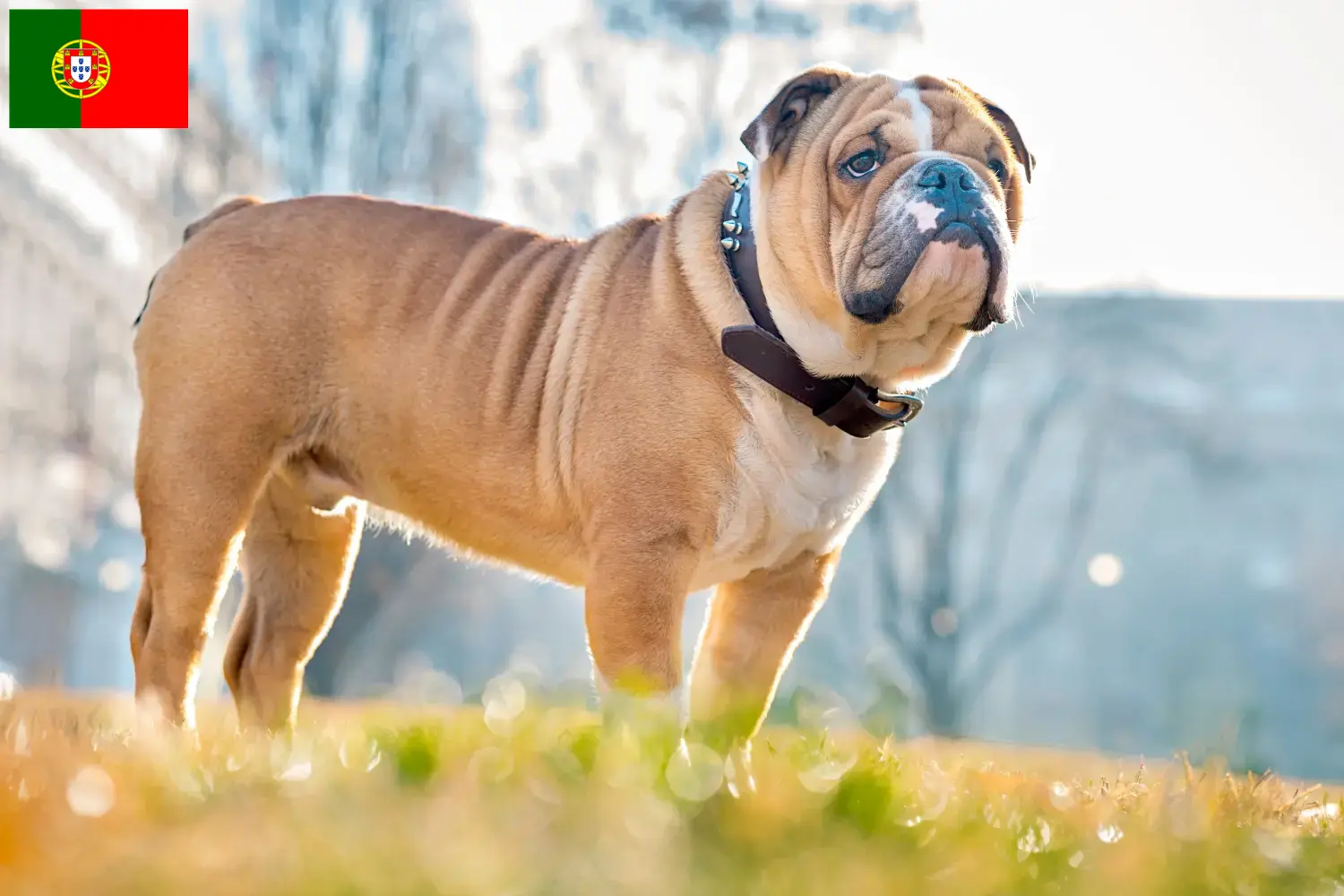 Angol bulldog kölykök és tenyésztők Portugália Portugáliai angol bulldog tenyésztőket itt találsz.