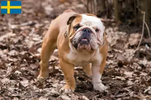 Read more about the article Angol bulldog tenyésztők és kölykök Svédországban
