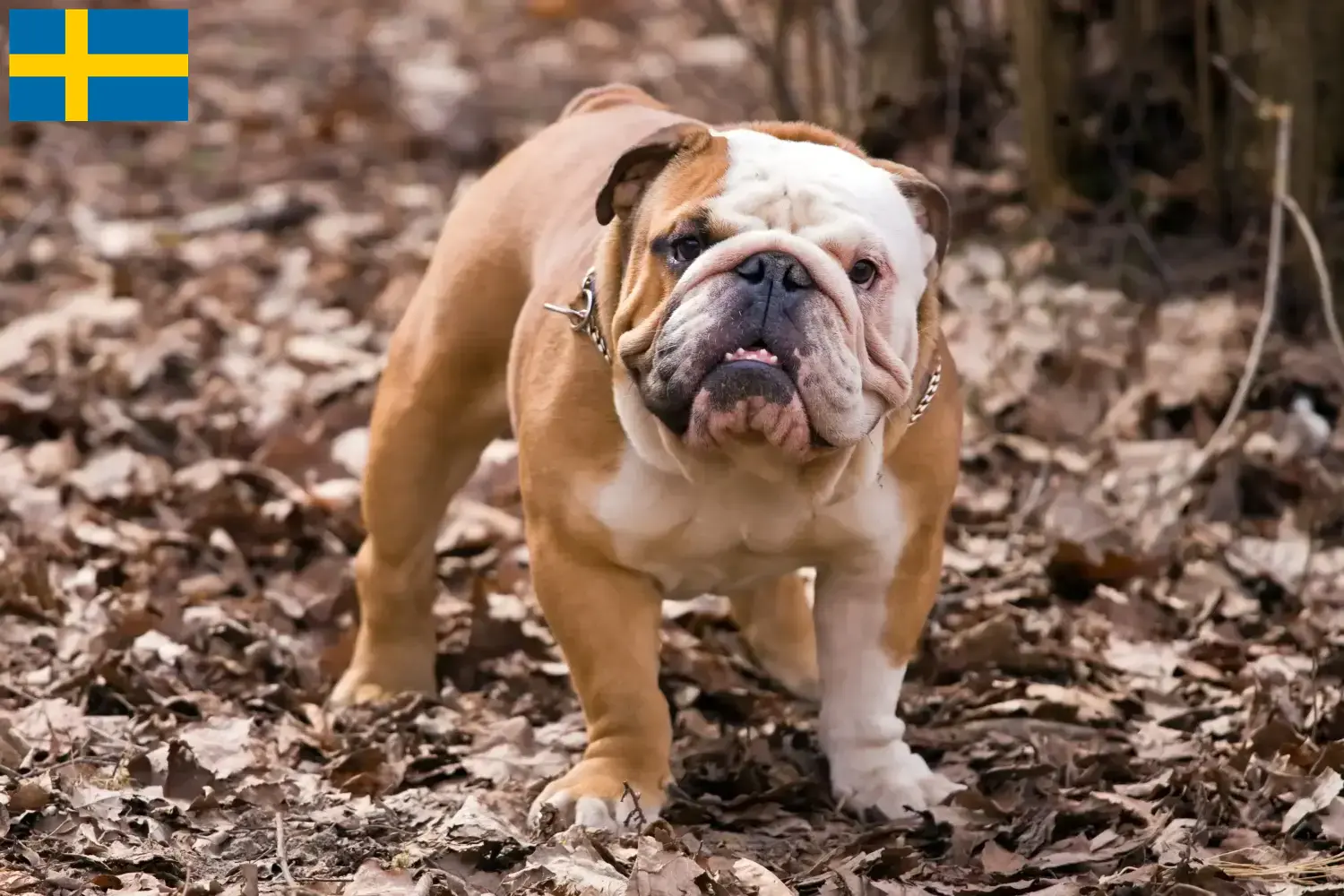 Angol bulldog kölykök és tenyésztők Svédországban Svédországi angol bulldog tenyésztőket itt talál.