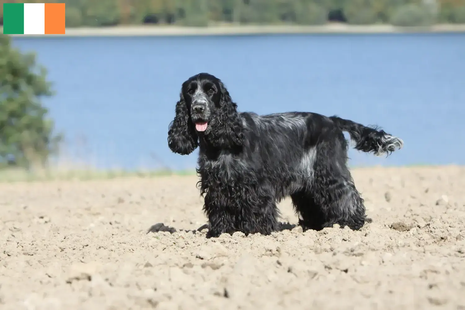 Angol Cocker spániel kiskutyák és tenyésztők Írország Keress English Cocker Spaniel tenyésztőket Írországban.