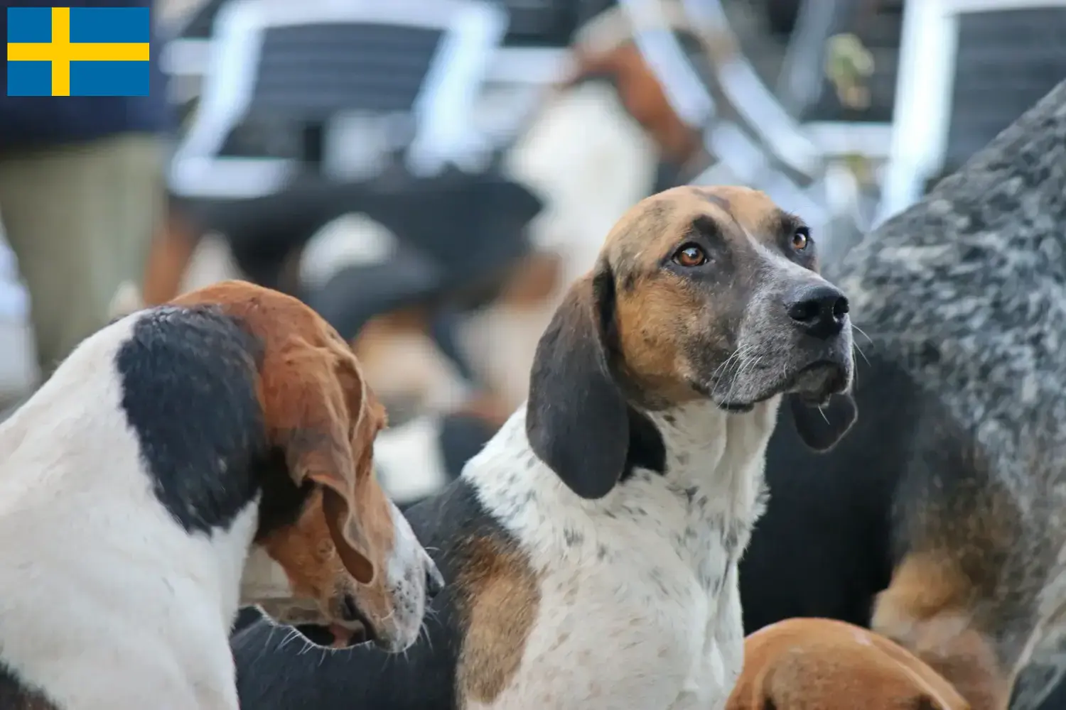 Angol Foxhound kölyökkutyák és tenyésztők Svédországban Svédországi angol Foxhound tenyésztőket itt talál.