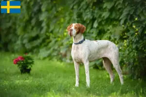 Read more about the article Angol pointer tenyésztők és kölykök Svédországban