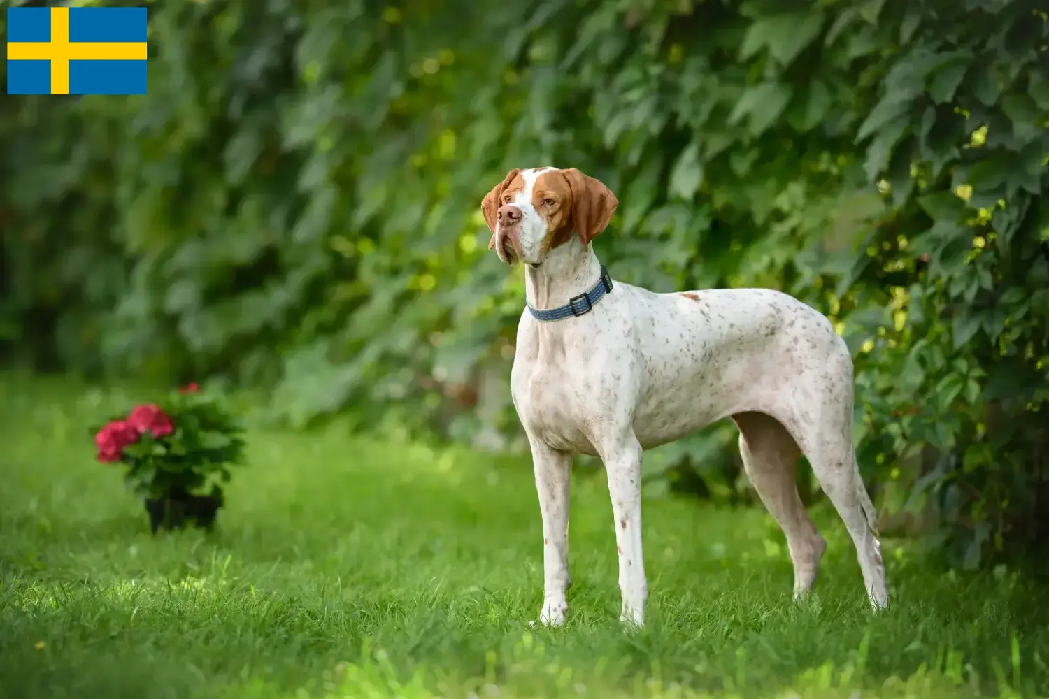 Read more about the article Angol pointer tenyésztők és kölykök Svédországban