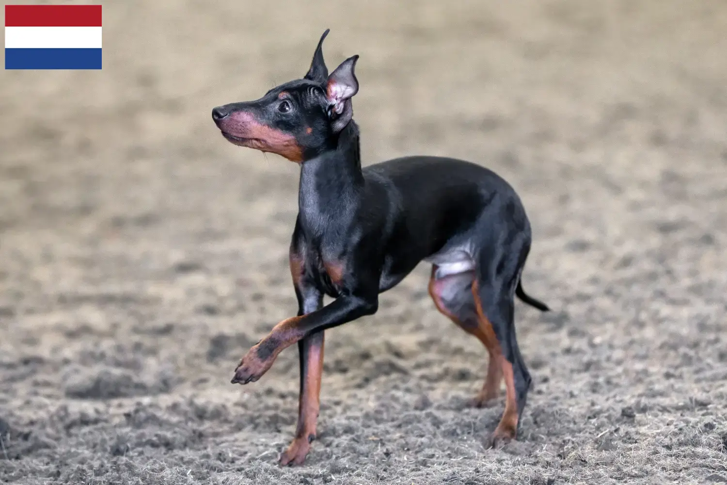 Angol Toy Terrier kölykök és tenyésztők Hollandia Itt találhatsz angol toyterrier tenyésztőket Hollandiában.