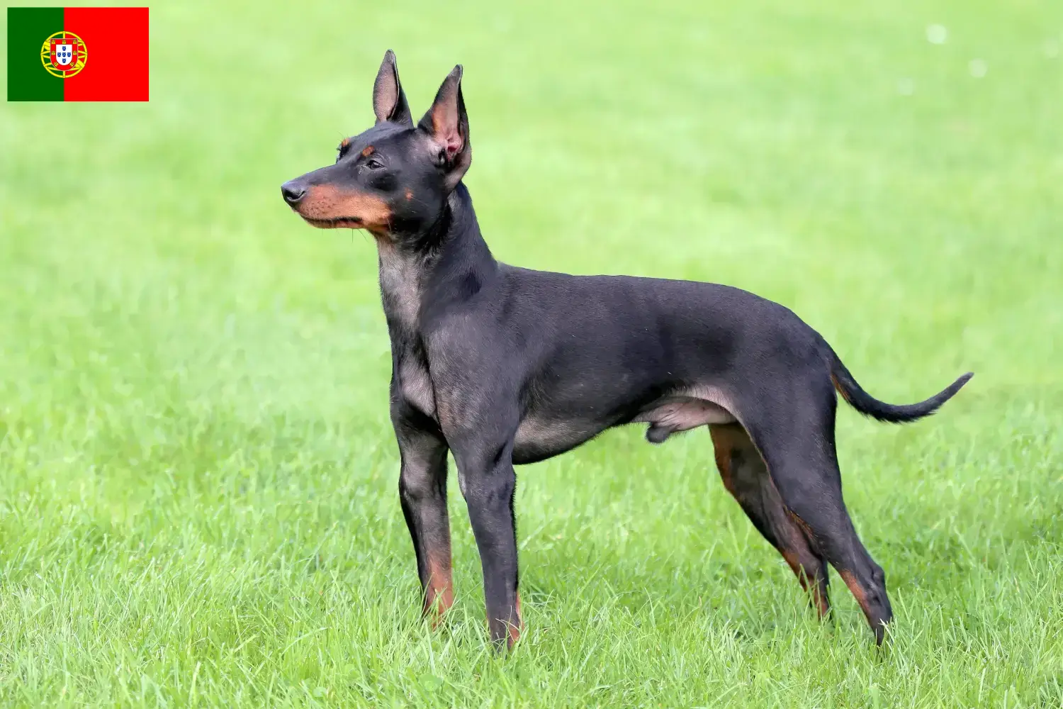 Angol Toy Terrier kölykök és tenyésztők Portugália Angol Toy Terrier tenyésztőket Portugáliában itt találsz.