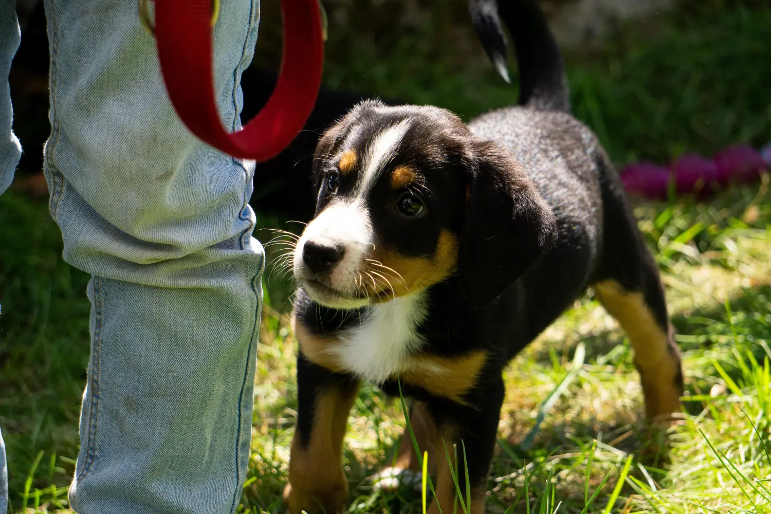 Appenzeller hegyikutya kölyökkutyát vásárolni felelősségvállalást jelent! Vásároljon Appenzell hegyikutya kölyköket.