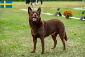 Read more about the article Ausztrál kelpie tenyésztők és kölykök Svédországban