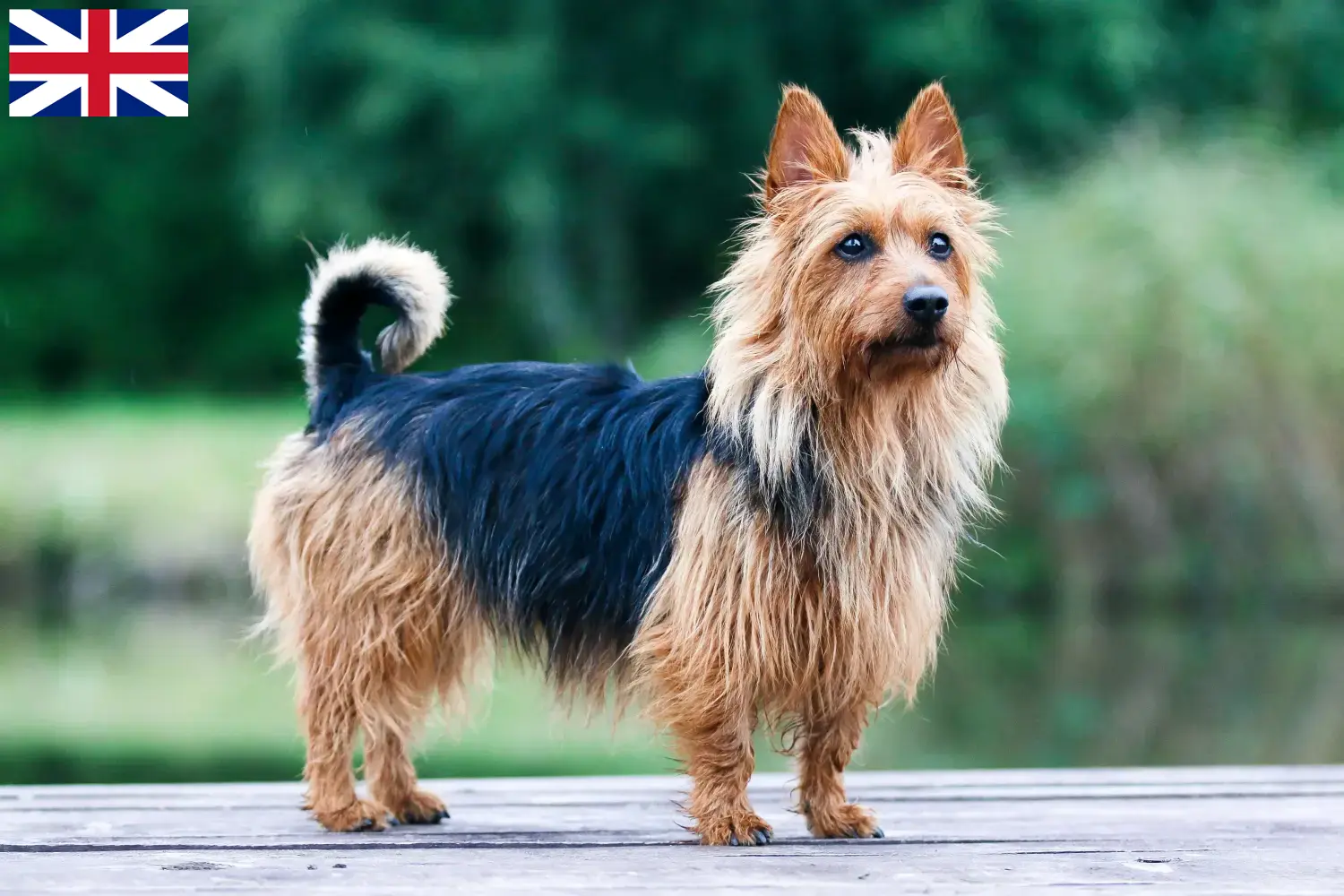Read more about the article Ausztrál terrier tenyésztők és kölykök Nagy-Britanniában