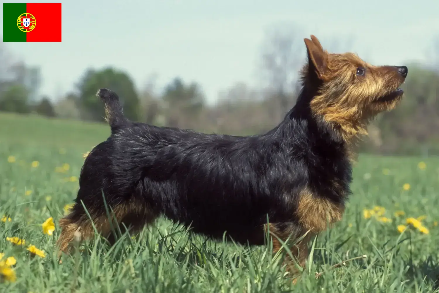 Read more about the article Ausztrál terrier tenyésztők és kölykök Portugáliában