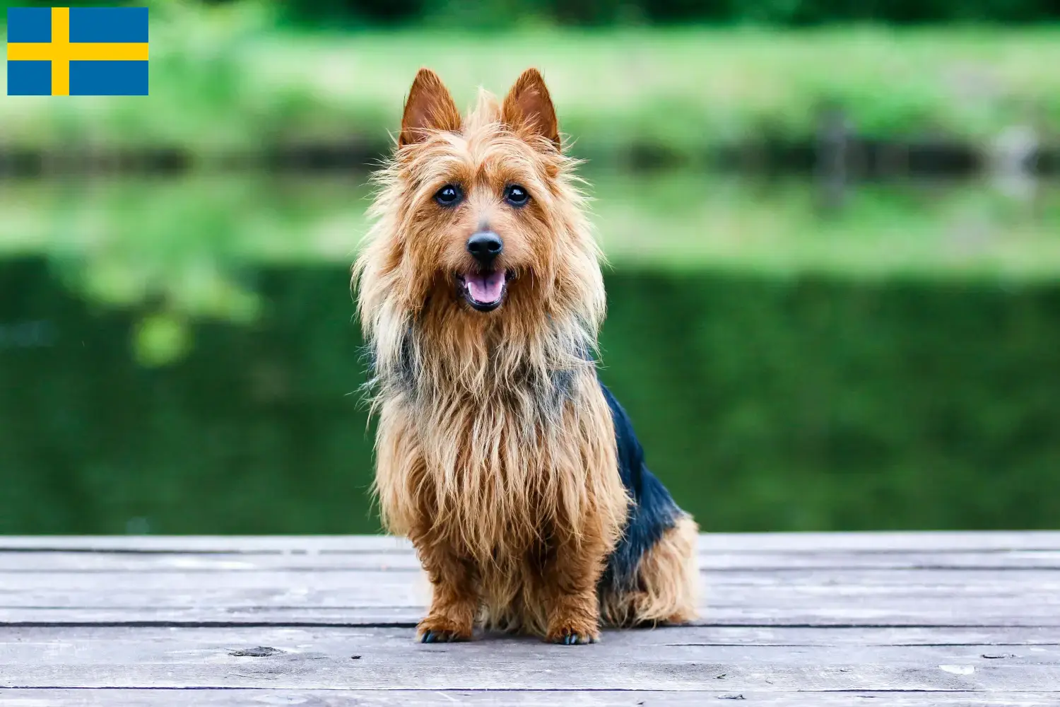 Read more about the article Ausztrál terrier tenyésztők és kölykök Svédországban