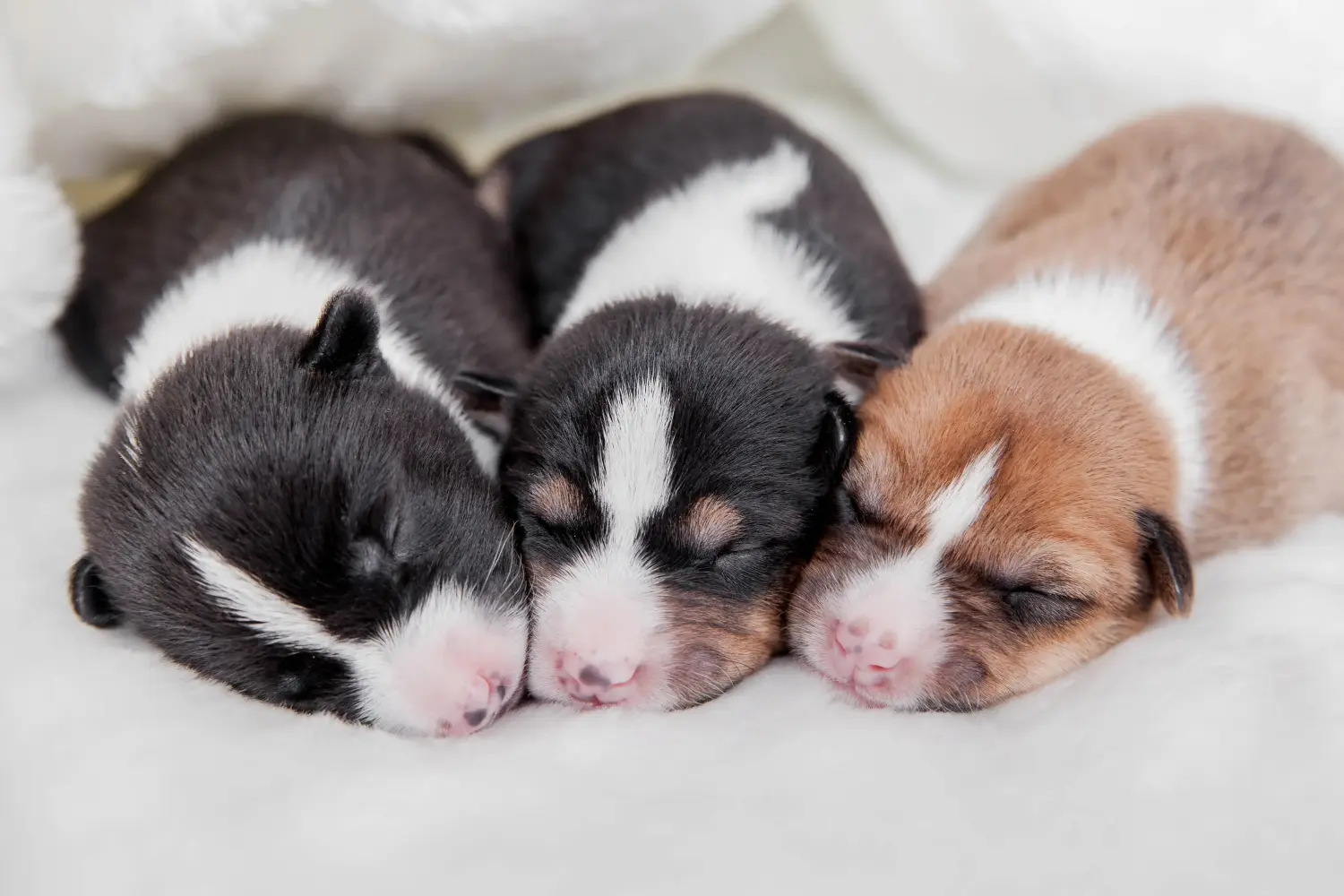 Basenji kiskutya vásárlása felelősségvállalást jelent! Basenji kiskutyák vásárlása.