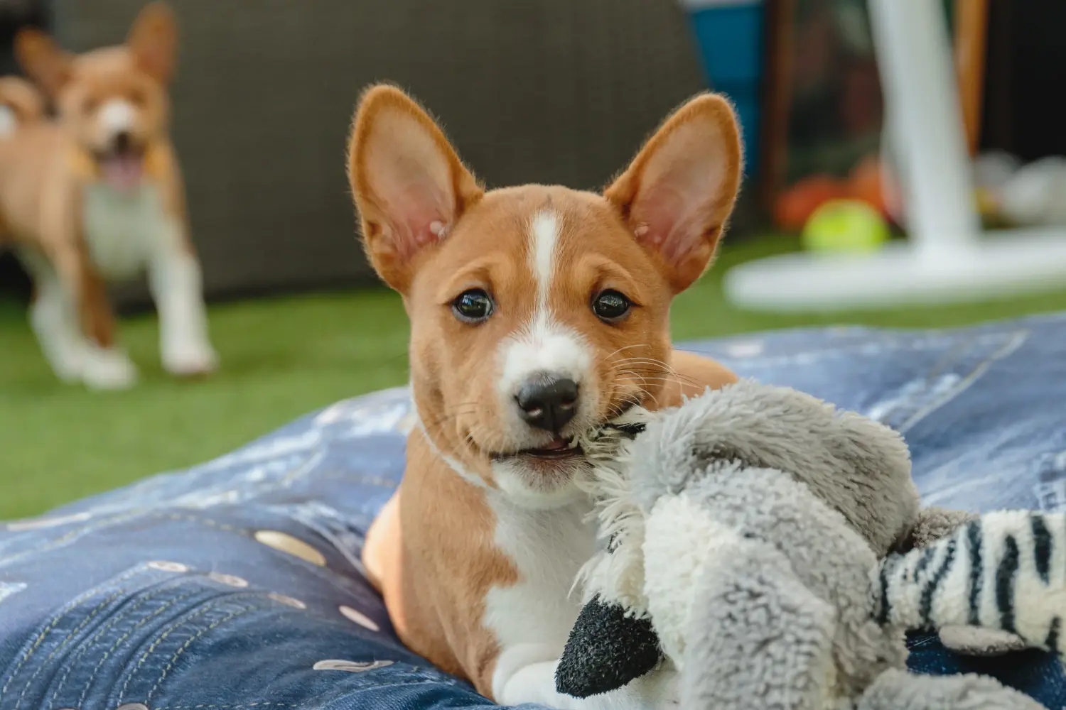 Basenji kiskutya vásárlása felelősségvállalást jelent! Basenji kiskutyák vásárlása.