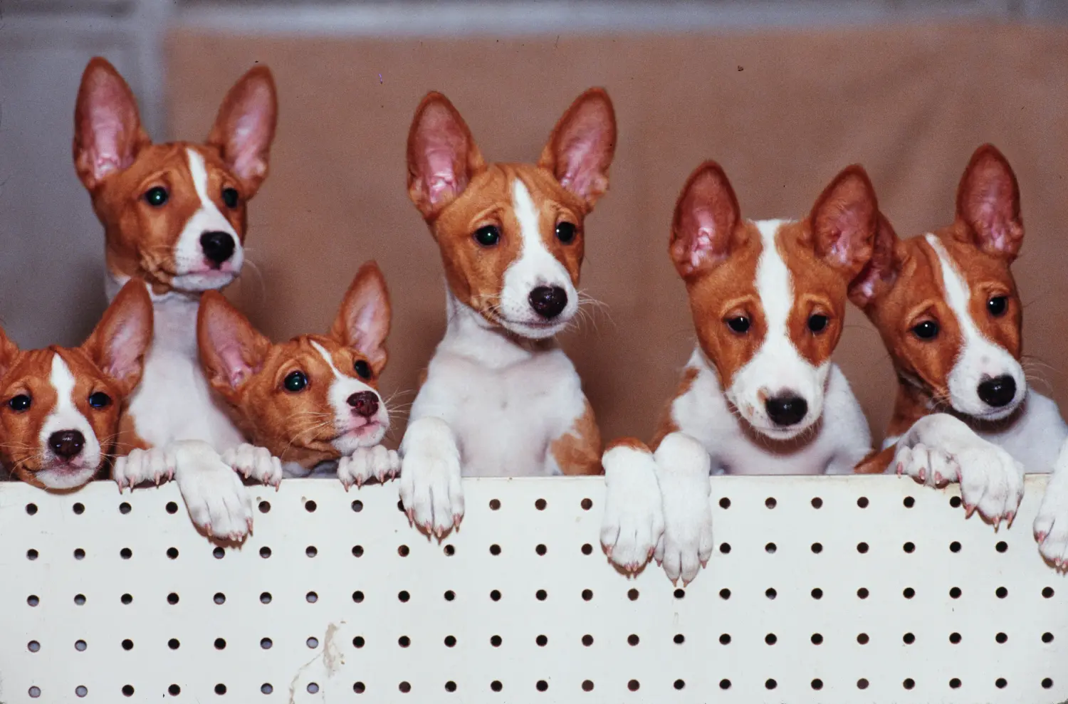 Basenji kiskutya vásárlása felelősségvállalást jelent! Basenji kiskutyák vásárlása.