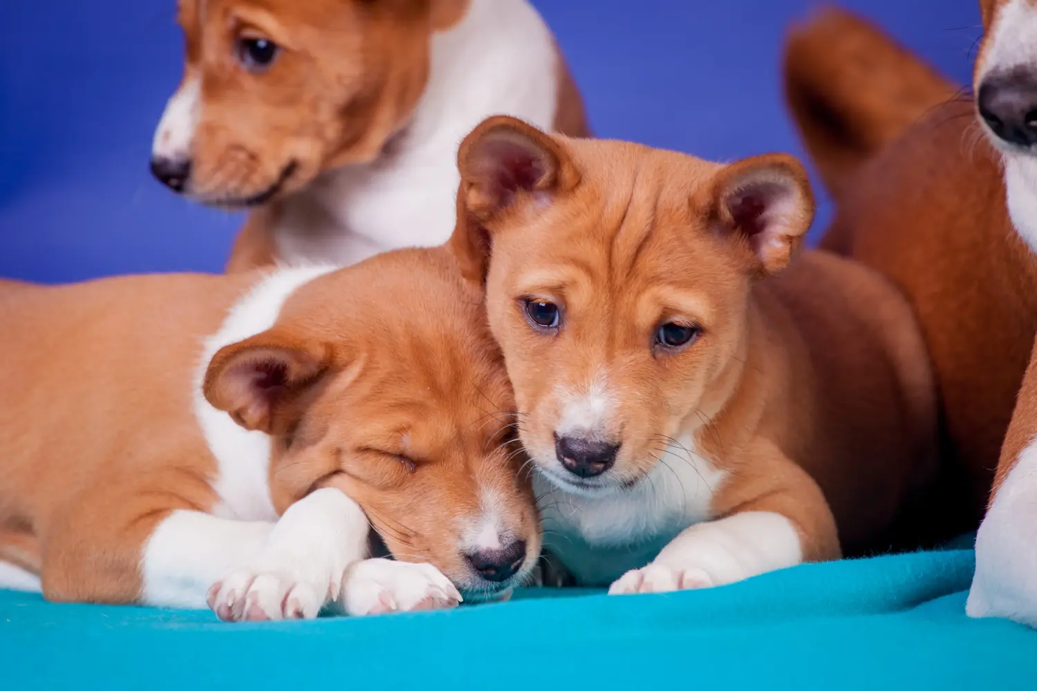 Basenji kiskutya vásárlása felelősségvállalást jelent! Basenji kiskutyák vásárlása.