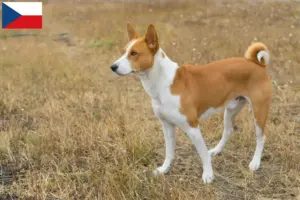 Read more about the article Basenji tenyésztők és kölykök Csehországban