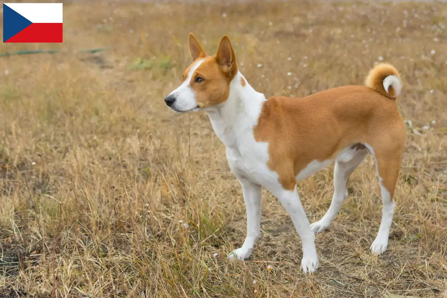 Basenji kiskutyák és tenyésztők Csehország Itt talál basenji tenyésztőket Csehországban.