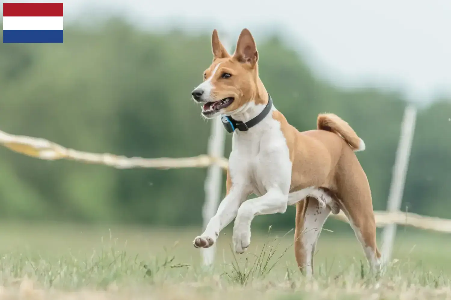 Basenji kölykök és tenyésztők Hollandia Itt megtalálja a hollandiai basenji tenyésztőket.